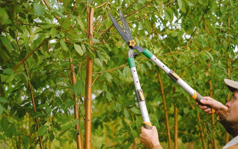 Tree trimming in Hingham, WI