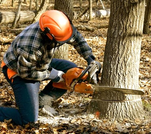 Tree Removal in Hingham, WI